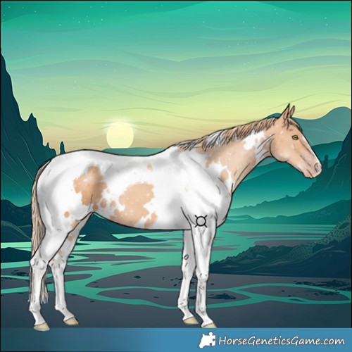 Horse Color:White Spotted Gold Champagne Tobiano 