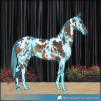 Horse Color:Thunderstruck White Spotted Bay 