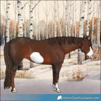 Horse Color:Liver Chestnut Frame 