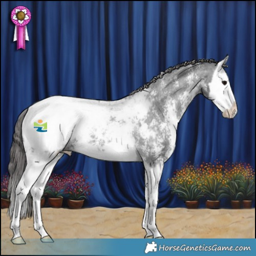 Horse Color:Black Sabino Splash Appaloosa Rabicano 