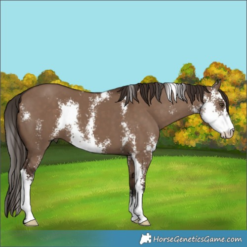 Horse Color:Liver Red Dun Sabino 