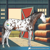 Horse Color:Brown Splash Appaloosa 