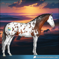 Horse Color:Brown Splash Appaloosa