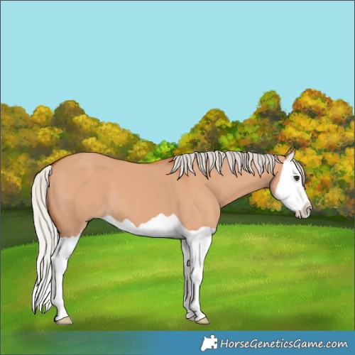 Horse Color:Silver Bay Dun Splash