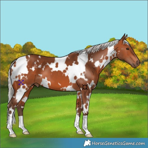 Horse Color:White Spotted Silver Bay 