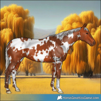 Horse Color:White Spotted Silver Bay 