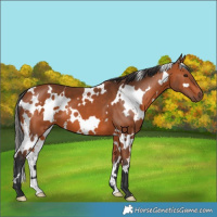 Horse Color:White Spotted Bay 