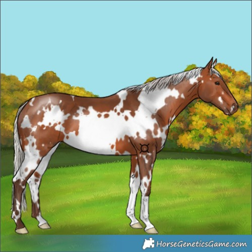 Horse Color:White Spotted Silver Brown