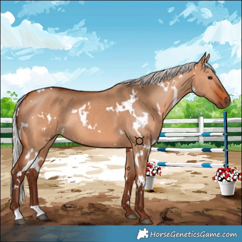 Horse Color:White Spotted Silver Bay Dun Rabicano
