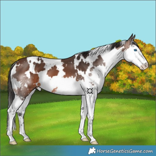 Horse Color:White Spotted Brown Splash 