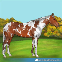 Horse Color:White Spotted Silver Bay 