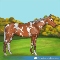 Horse Color:White Spotted Silver Bay 