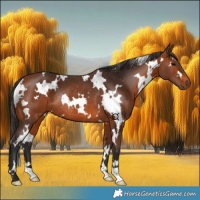 Horse Color:White Spotted Bay Rabicano 
