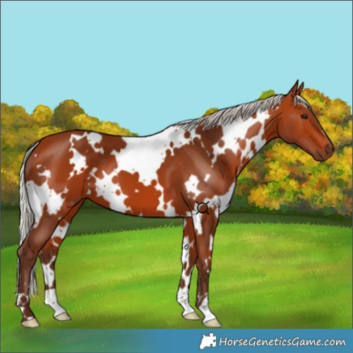 Horse Color:White Spotted Silver Bay 