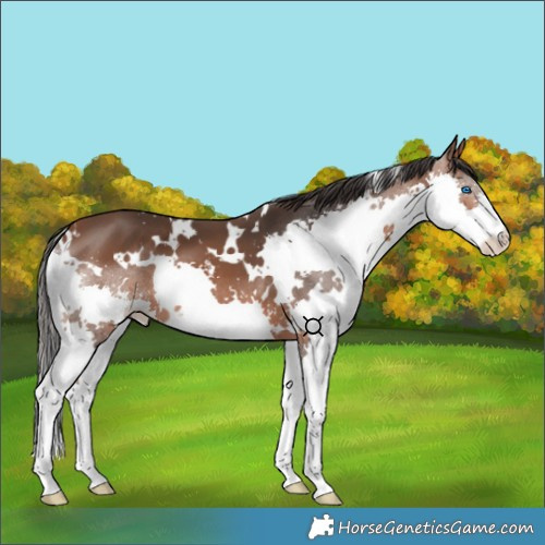 Horse Color:White Spotted Bay Splash 