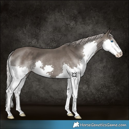 Horse Color:Silver Black Splash 