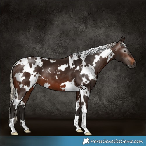 Horse Color:Gray White Spotted Silver Brown 