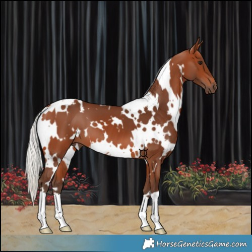 Horse Color:White Spotted Silver Brown 
