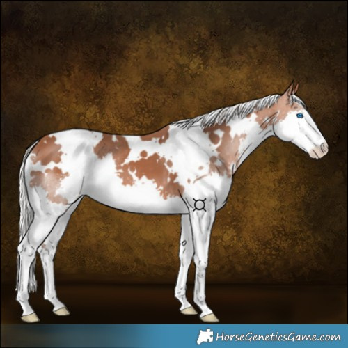 Horse Color:White Spotted Silver Bay Splash 