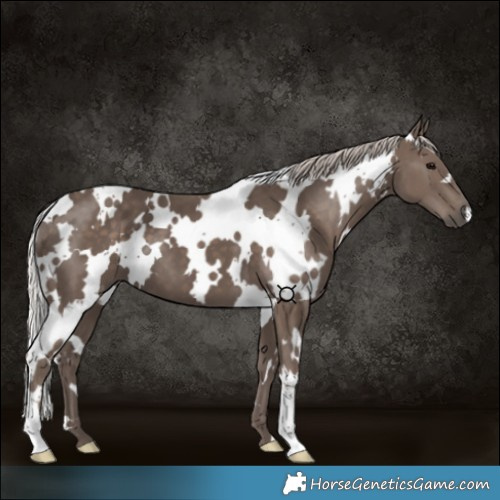 Horse Color:White Spotted Silver Black 
