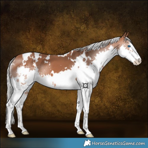 Horse Color:White Spotted Silver Bay Splash 