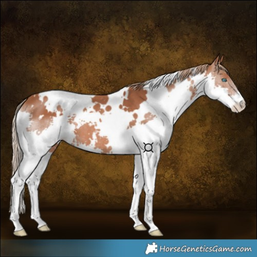 Horse Color:White Spotted Chestnut Splash 