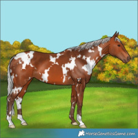 Horse Color:White Spotted Silver Bay 