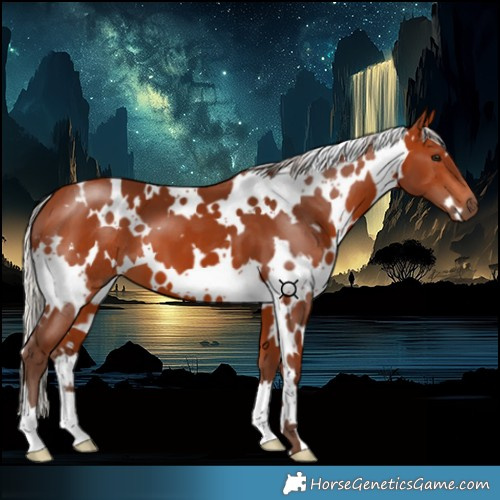 Horse Color:White Spotted Silver Bay