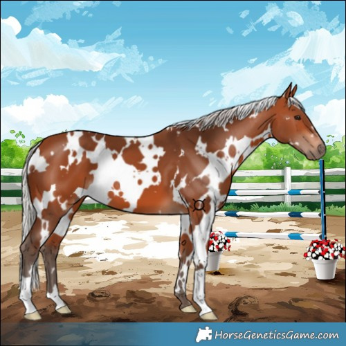 Horse Color:White Spotted Silver Bay