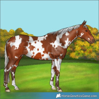 Horse Color:White Spotted Silver Bay 