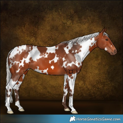 Horse Color:White Spotted Silver Brown