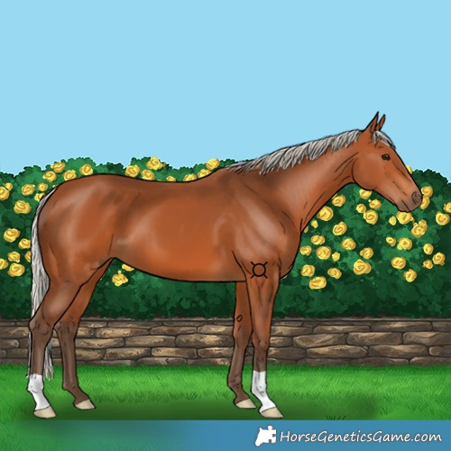Horse Color:Silver Bay 