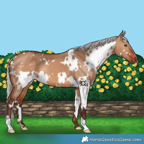 Horse Color:White Spotted Silver Bay Dun