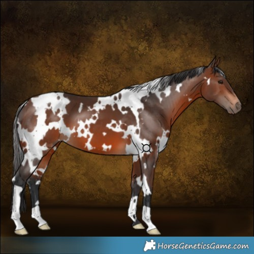 Horse Color:White Spotted Brown 