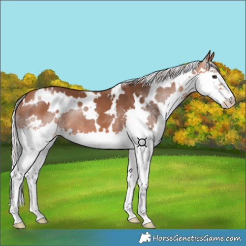 Horse Color:White Spotted Silver Bay Splash 