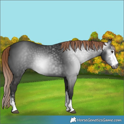 Horse Color:Gray Liver Chestnut Sabino Rabicano 