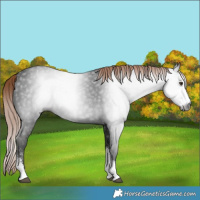 Horse Color:Gray Liver Chestnut Sabino Rabicano 