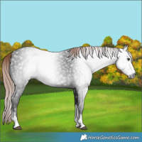Horse Color:Gray Liver Chestnut Sabino Rabicano