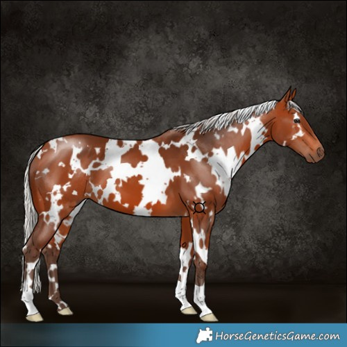 Horse Color:White Spotted Silver Bay