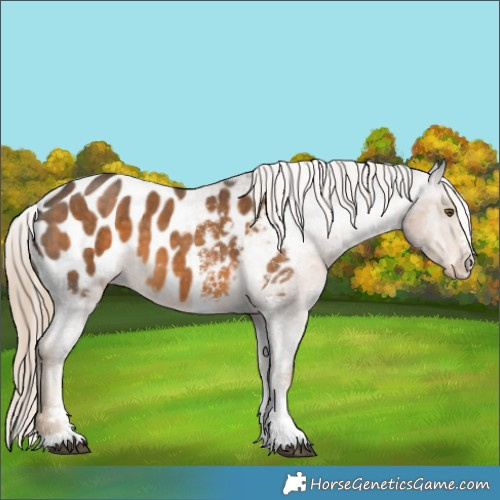Horse Color:Chocolate Palomino Sabino Blanket 