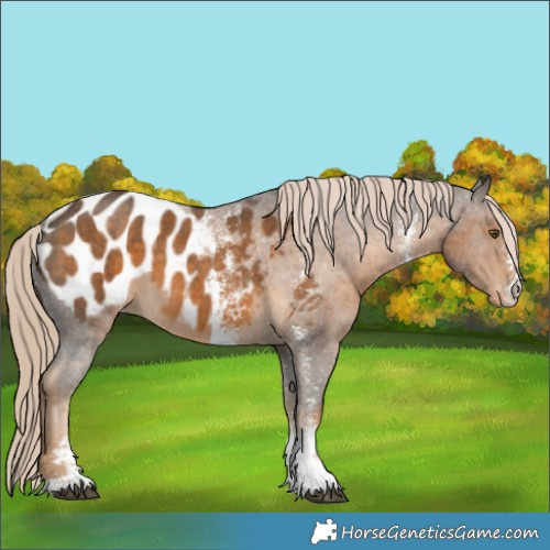 Horse Color:Chocolate Palomino Sabino Appaloosa 