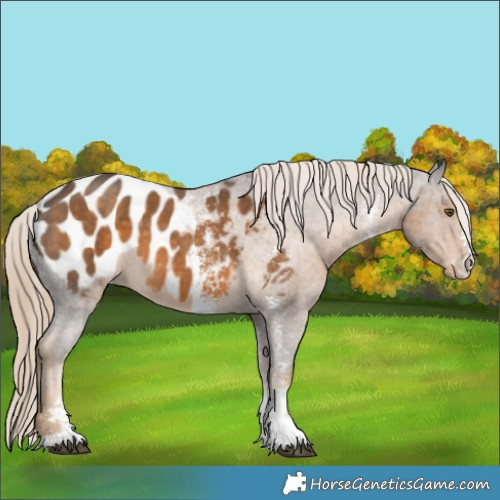 Horse Color:Chocolate Palomino Sabino Appaloosa 