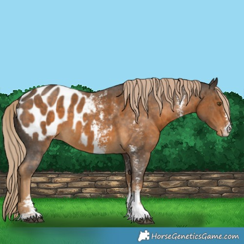 Horse Color:Chocolate Palomino Sabino Appaloosa