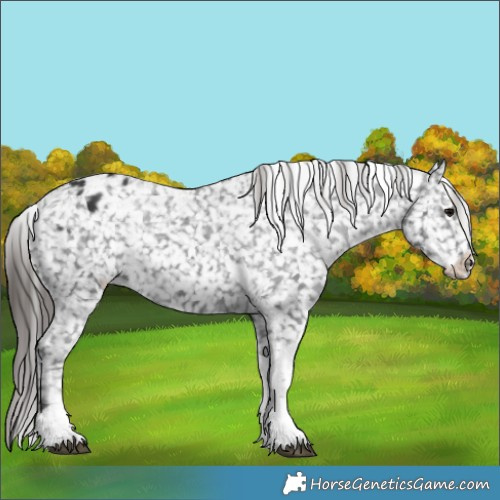 Horse Color:Black Tobiano Appaloosa 
