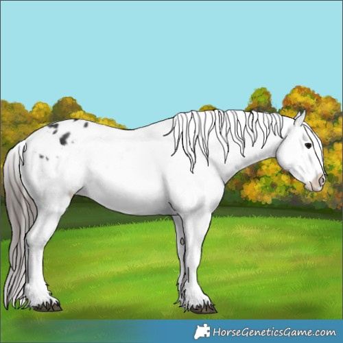 Horse Color:Black Tobiano Appaloosa