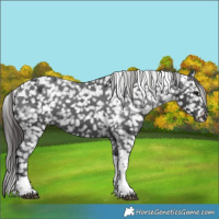 Horse Color:Black Tobiano Snowflake Varnish 