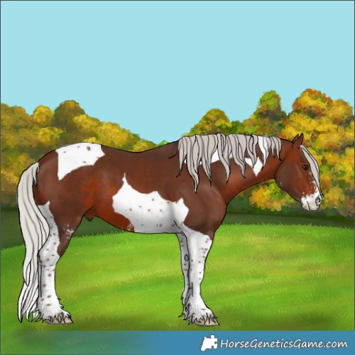 Horse Color:Silver Brown Sabino Tobiano 