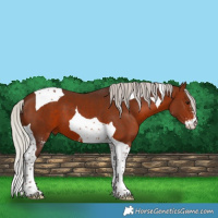 Horse Color:Silver Brown Sabino Tobiano
