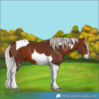 Horse Color:Silver Brown Sabino Tobiano 