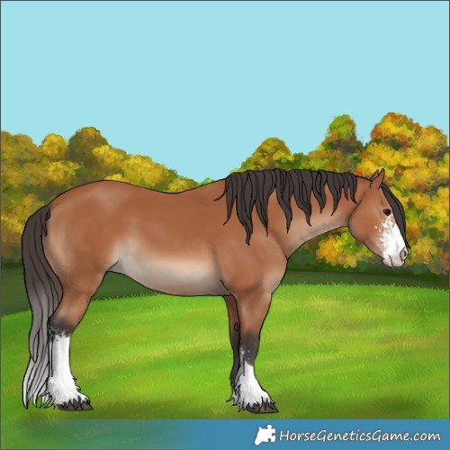 Horse Color:Bay Sabino 